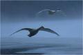 714 - WHOOPER SWANS IN FLIGHT - EDWARDS DAVID L - wales